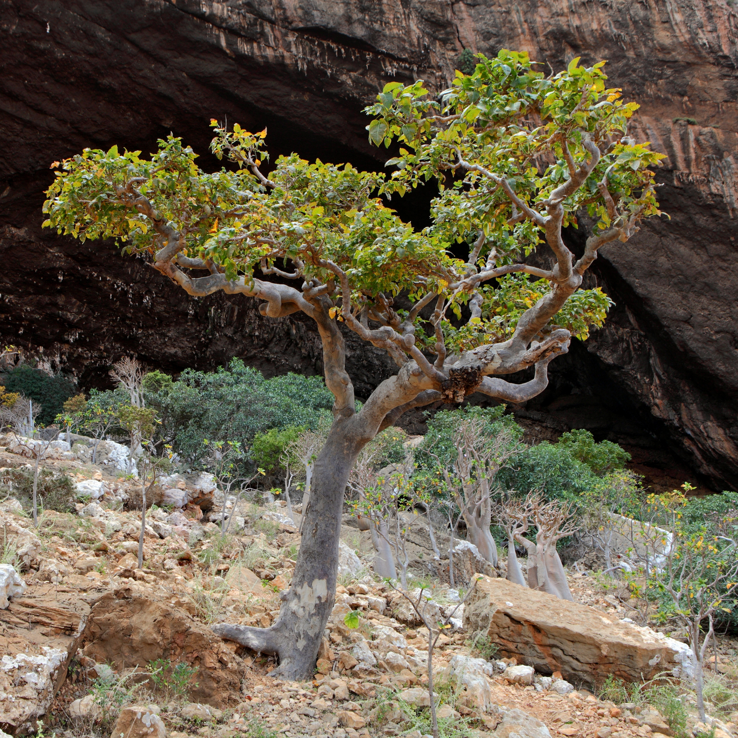 Frankincense Resin (Gum Tears)